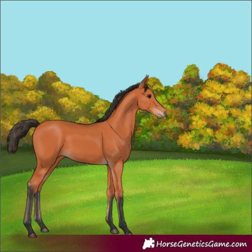 Horse Color:Bay Rabicano