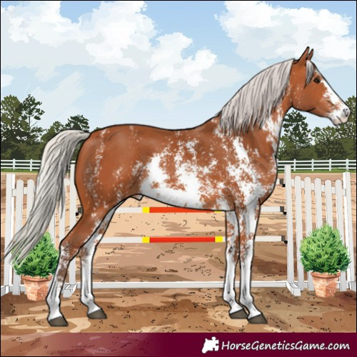 Horse Color:Silver Bay Sabino Rabicano