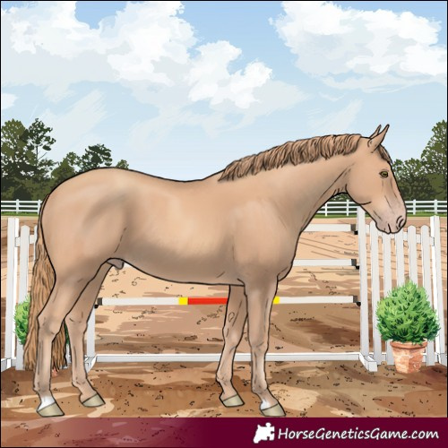 Horse Color:Gold Champagne