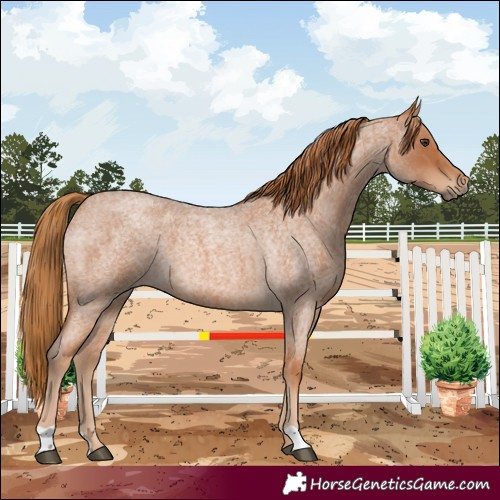Horse Color:Red Roan 
