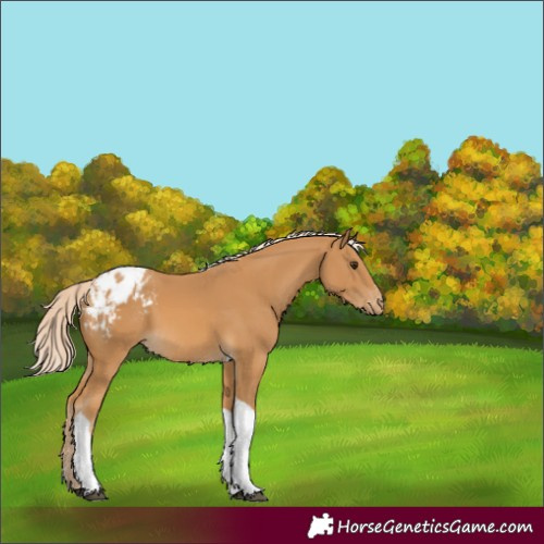 Horse Color:Palomino Tobiano Blanket 