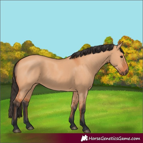 Horse Color:Bay Dun 