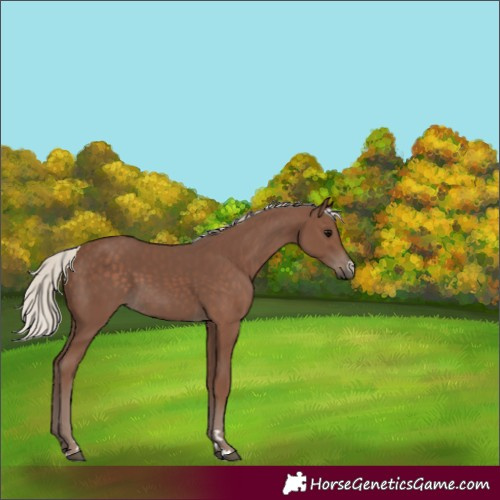 Horse Color:Silver Black
