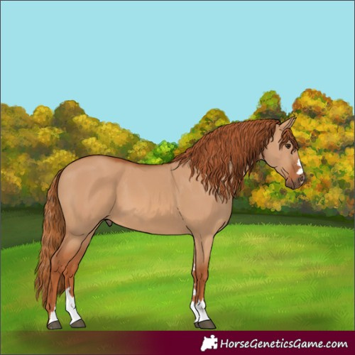 Horse Color:Red Dun 