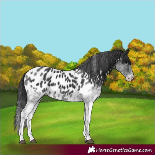 Horse Color:White Spotted Black Near Leopard