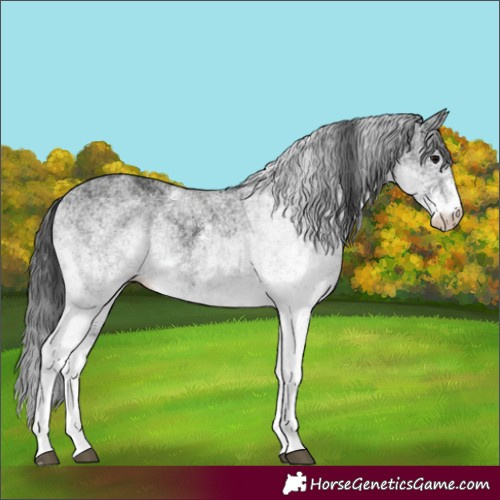 Horse Color:White Spotted Black