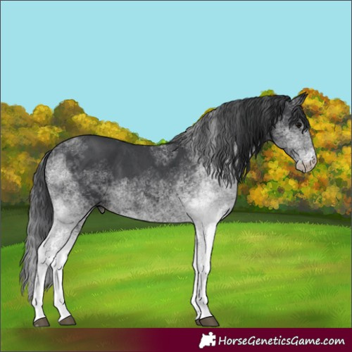 Horse Color:White Spotted Black 