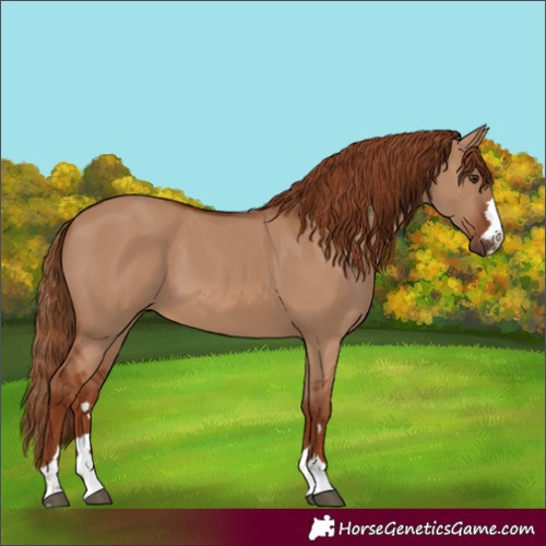 Horse Color:Red Dun 
