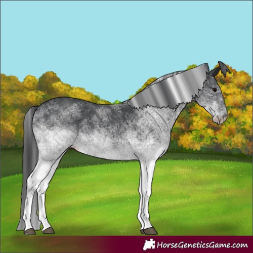 Horse Color:White Spotted Black