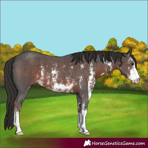 Horse Color:Liver Chestnut Sabino 