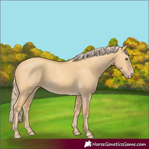 Horse Color:Gold Cream Champagne Dun