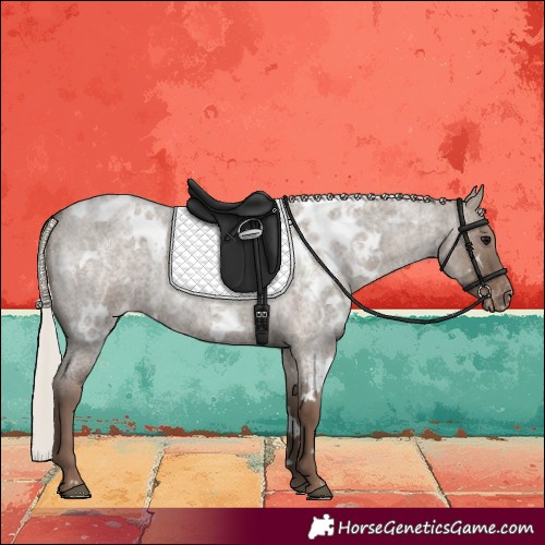 Horse Color:White Spotted Silver Grullo Roan Skewed LP Spotted Rabicano
