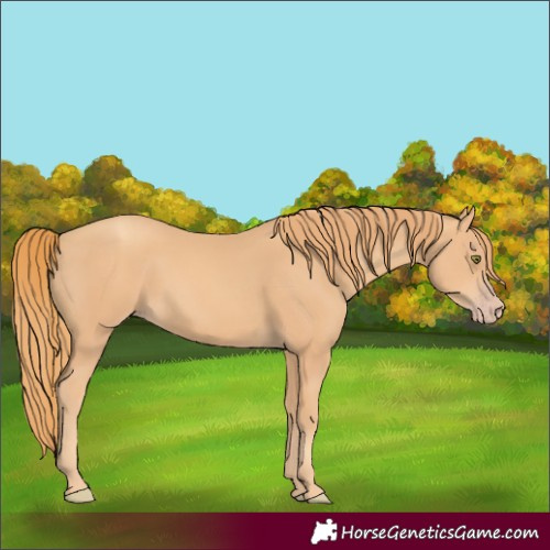 Horse Color:Gold Champagne