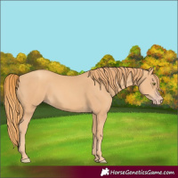 Horse Color:Gold Champagne 