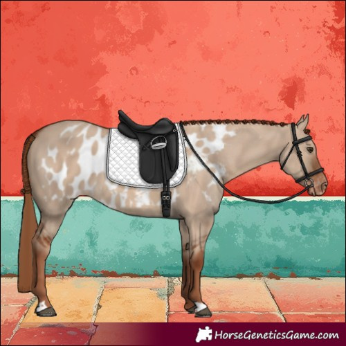 Horse Color:Red Dun Skewed LP Spotted Rabicano 