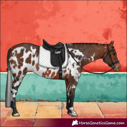 Horse Color:White Spotted Bay Skewed LP Spotted Rabicano 
