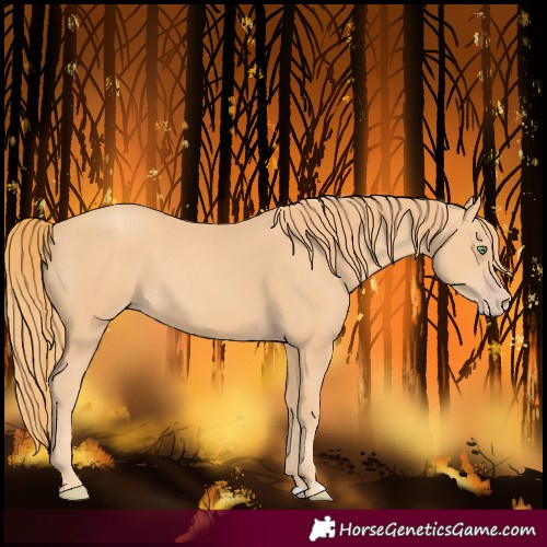 Horse Color:Gold Champagne 