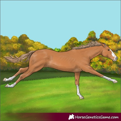 Horse Color:Chestnut 