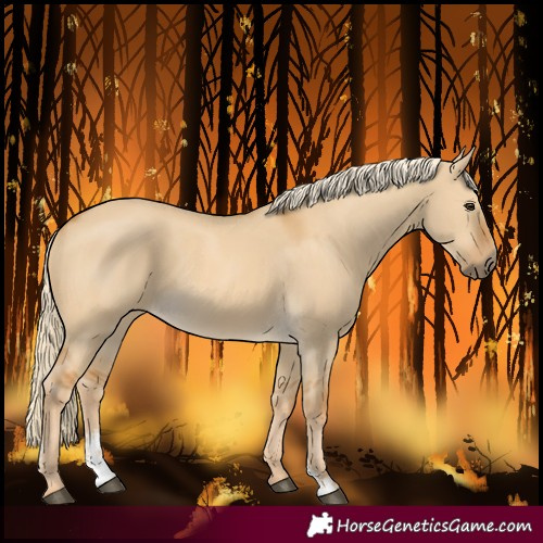 Horse Color:Palomino Dun Sabino 