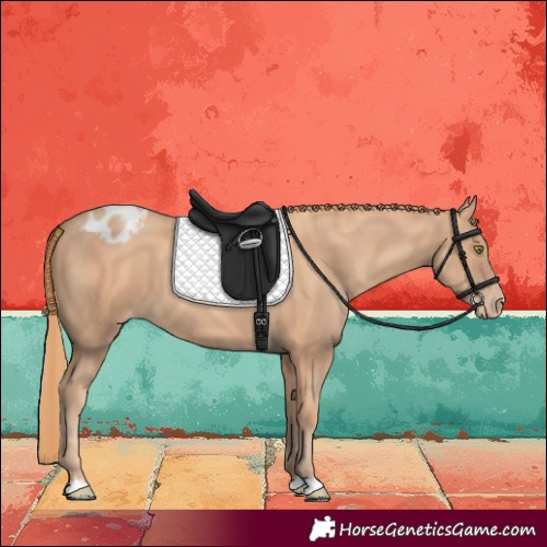 Horse Color:Gold Champagne Blanket