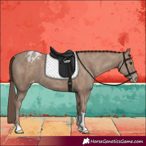 Horse Color:Classic Champagne Tobiano Blanket