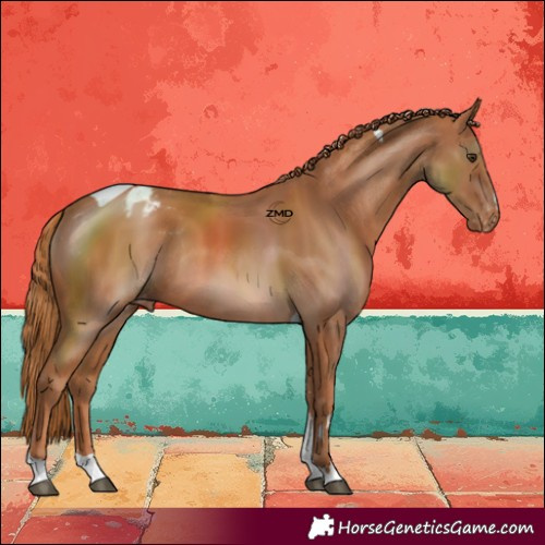 Horse Color:Chestnut Tobiano Blanket Rabicano