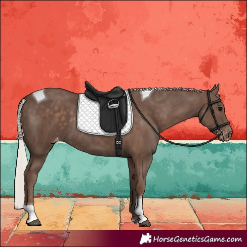 Horse Color:Silver Black Tobiano Blanket Rabicano