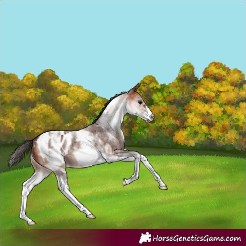 Horse Color:White Spotted Bay Roan Frame Blanket 