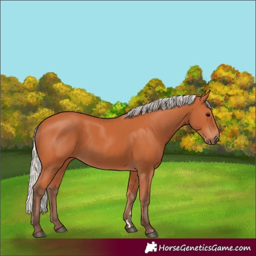 Horse Color:Silver Bay 