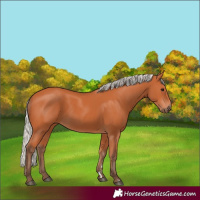 Horse Color:Silver Bay 