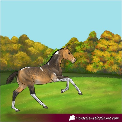 Horse Color:Buckskin Tobiano 