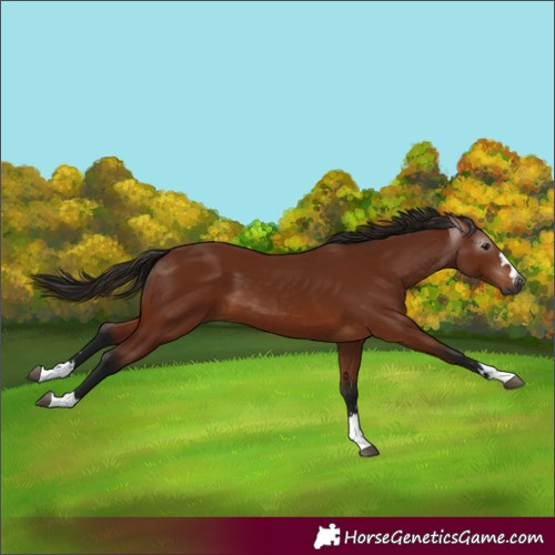 Horse Color:Gray Bay
