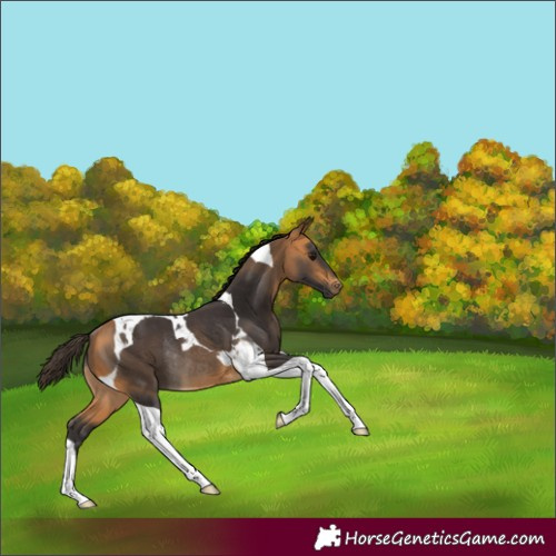 Horse Color:Buckskin Tobiano Rabicano 