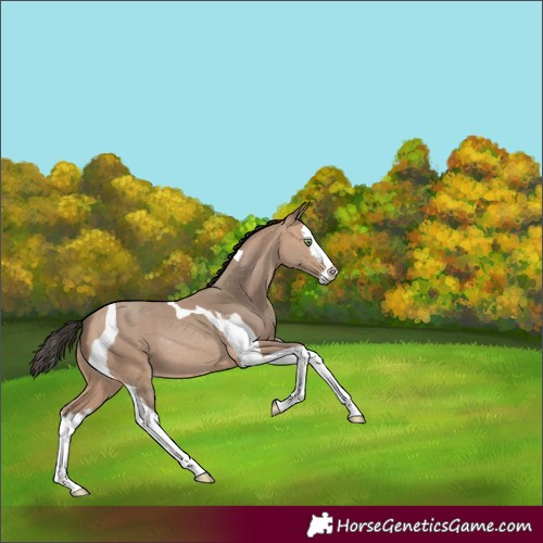 Horse Color:Amber Champagne Splash Tobiano Rabicano