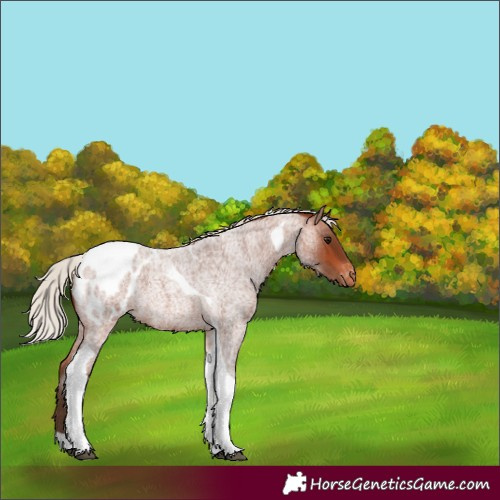Horse Color:Silver Bay Roan Tobiano Blanket