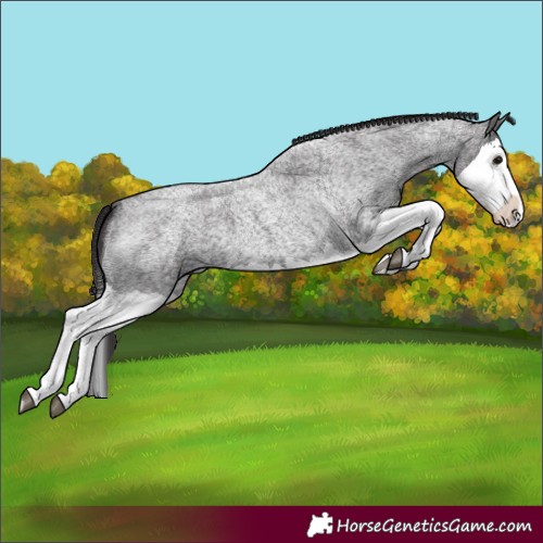 Horse Color:Smoky Blue Roan Splash