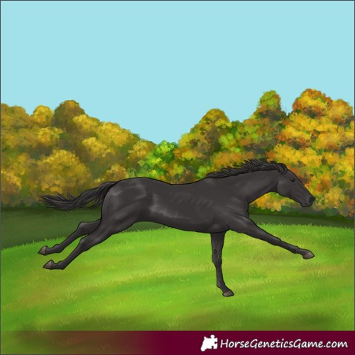 Horse Color:Smoky Black 