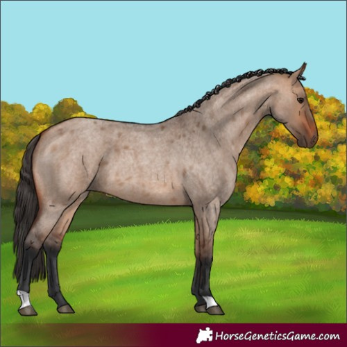 Horse Color:Unknown 