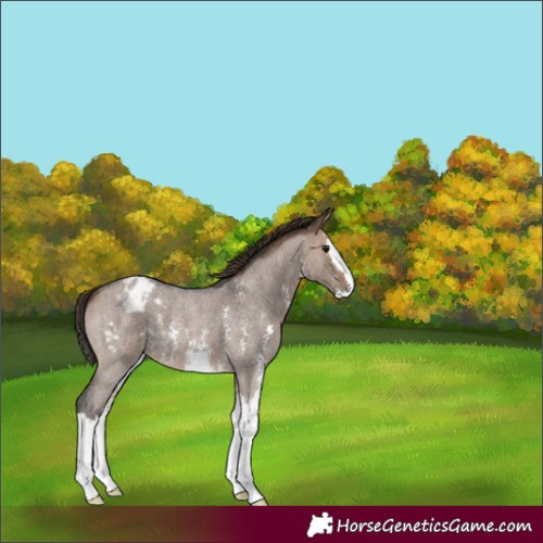 Horse Color:Unknown 