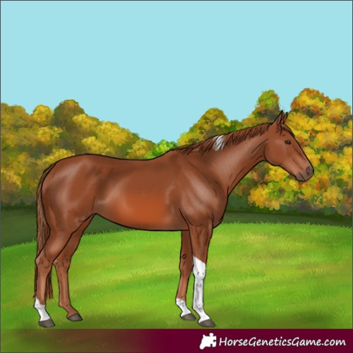 Horse Color:Chestnut Tobiano