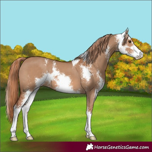 Horse Color:Red Dun Sabino
