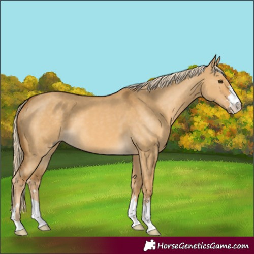 Horse Color:Palomino Dun