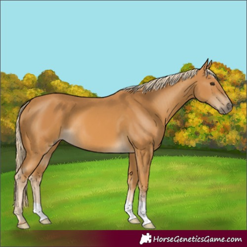Horse Color:Palomino 