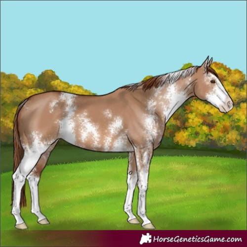 Horse Color:Red Dun Sabino 