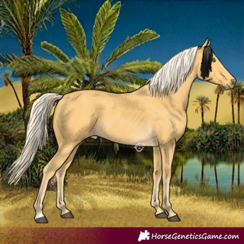 Horse Color:Palomino