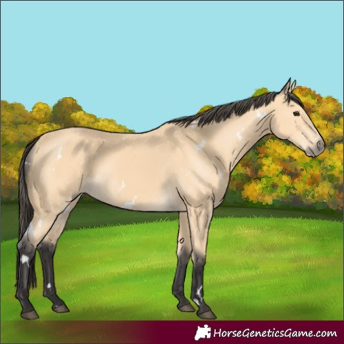 Horse Color:White Spotted Buckskin 