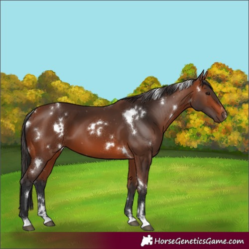 Horse Color:White Spotted Bay 