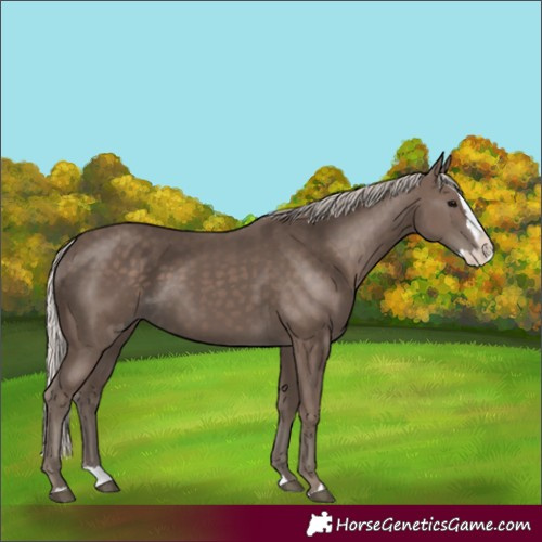 Horse Color:Silver Black Splash 