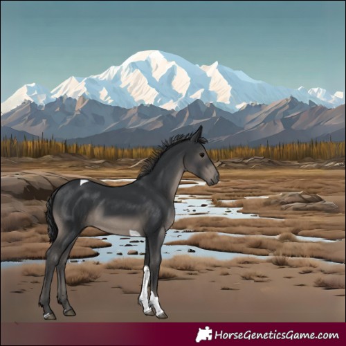 Horse Color:Black Tobiano