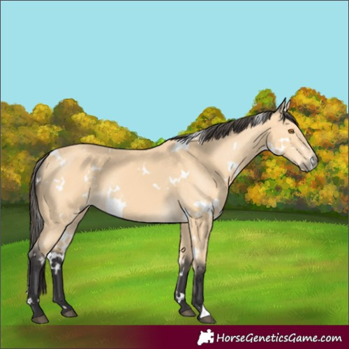 Horse Color:White Spotted Buckskin